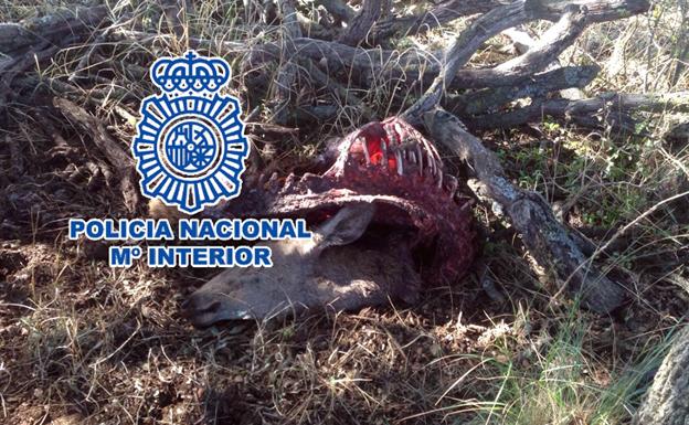 Detenidos cinco cazadores furtivos tras ser sorprendidos en una finca de Antequera
